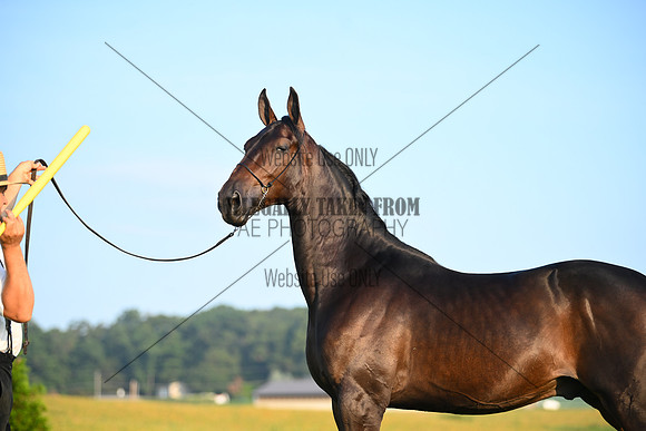 AJB_0522
