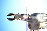 file_176884844544