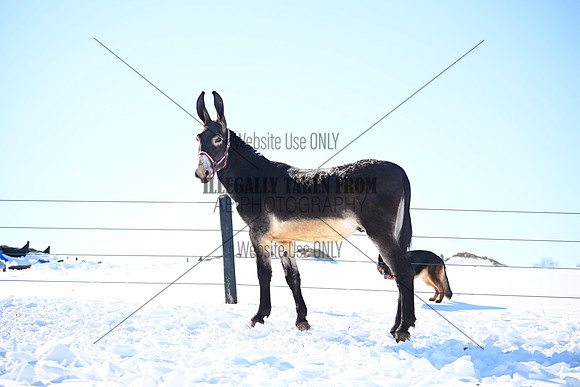 file_177028707840