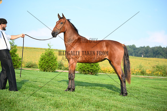 AJB_0677