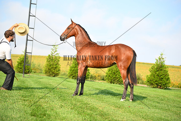 AJB_0747