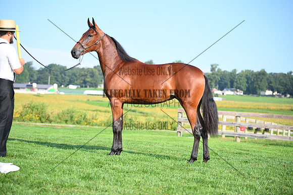 AJB_0762