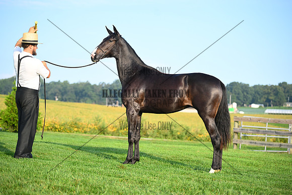 AJB_0581