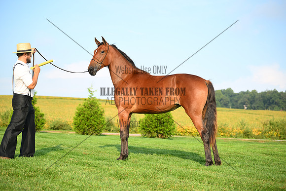 AJB_0662