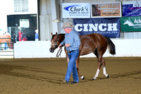 29. Yearling Geldings