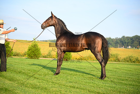 AJB_0538