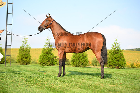 AJB_0717