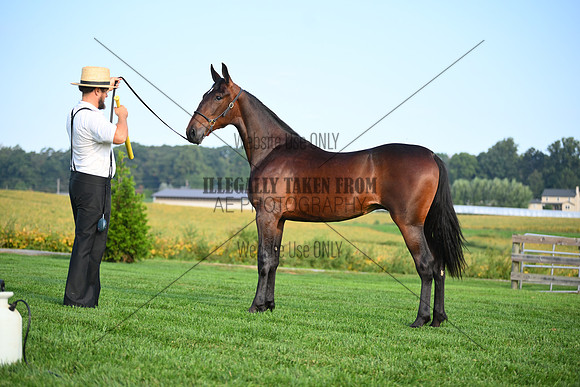 AJB_0610