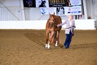38. Amatuer 3 Year Old Gelding