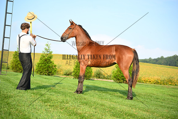 AJB_0674
