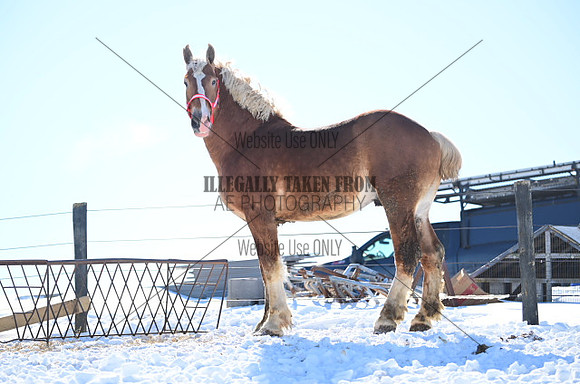 file_177404699136