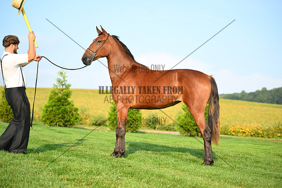 AJB_0676