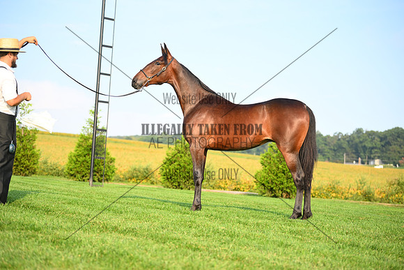 AJB_0632