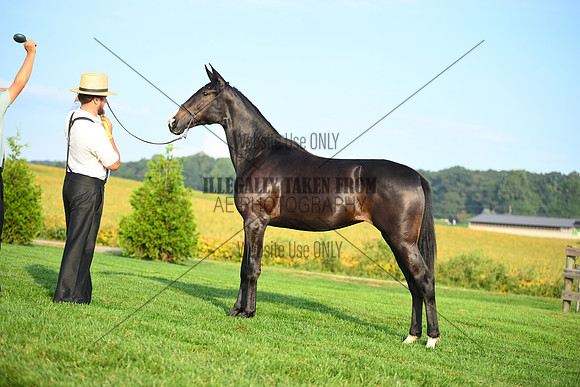 AJB_0586