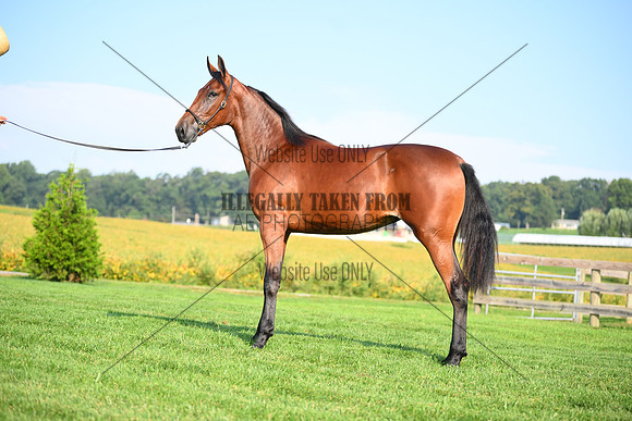 AJB_0790