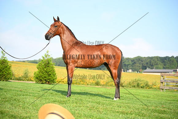 AJB_0754