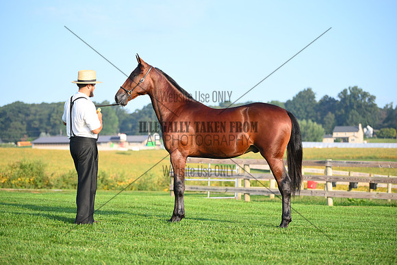 AJB_0547