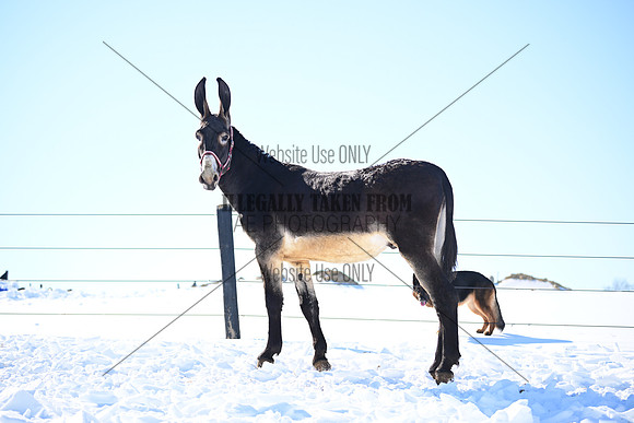 file_177030037504