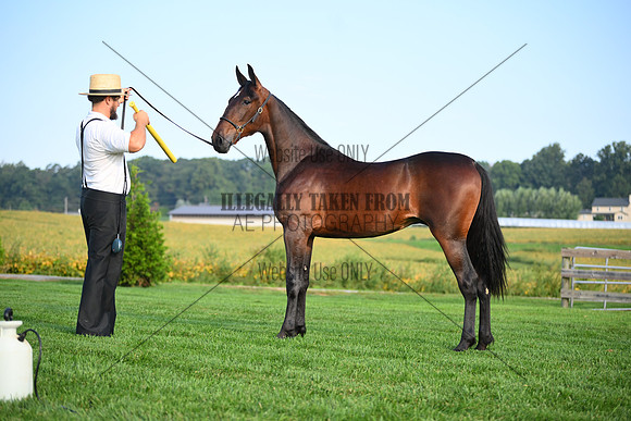 AJB_0609