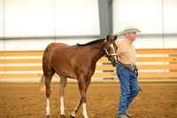 80. Amatuer Yearling Geldings