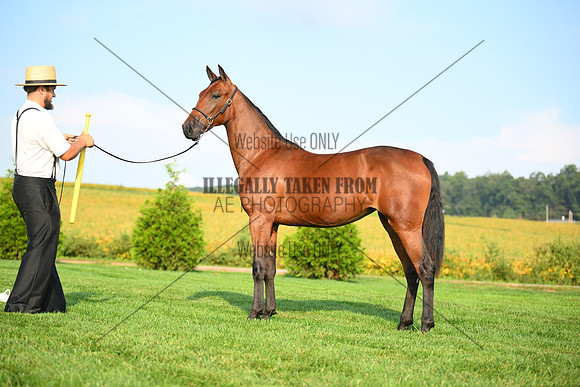 AJB_0683