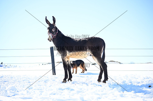 file_177012112896