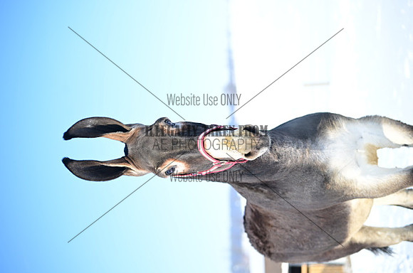 file_176884682752