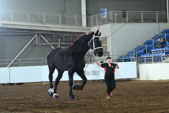 AJB_7454