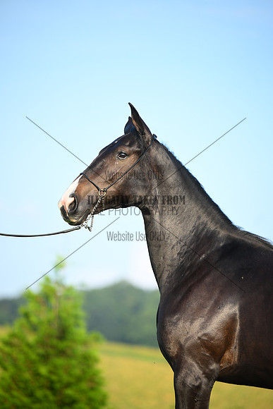 AJB_0592