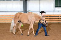 35. Open Performance Geldings