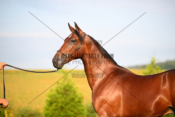 AJB_0562