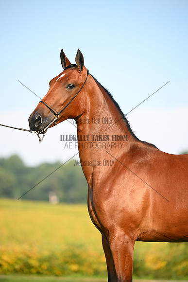 AJB_0724