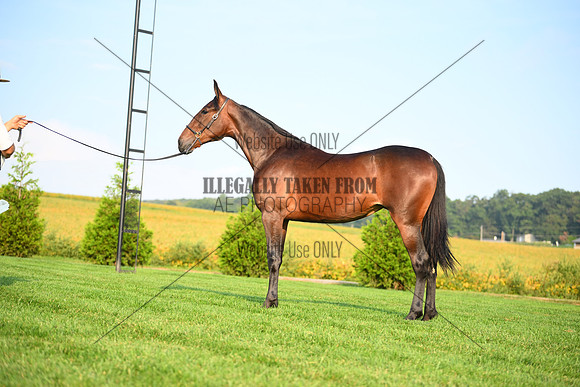 AJB_0629
