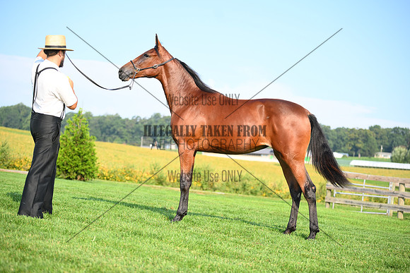 AJB_0782