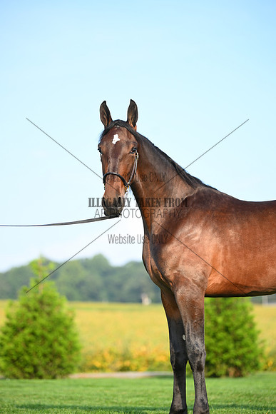 AJB_0642