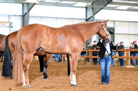 Youth, Grand, and Reserve Geldings
