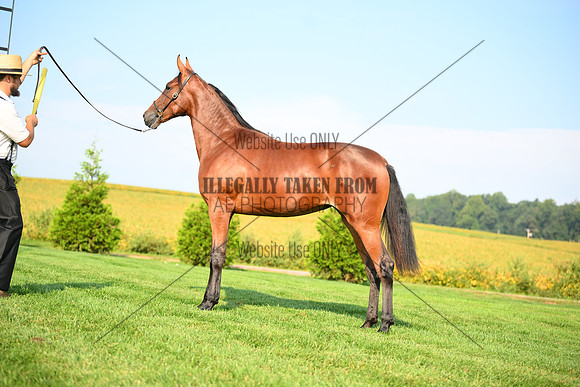 AJB_0777
