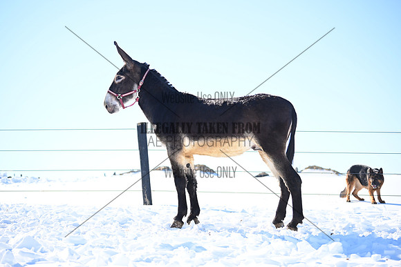 file_176979048960