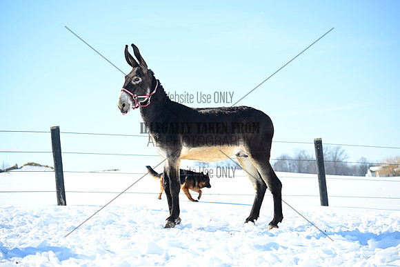 file_176942486016