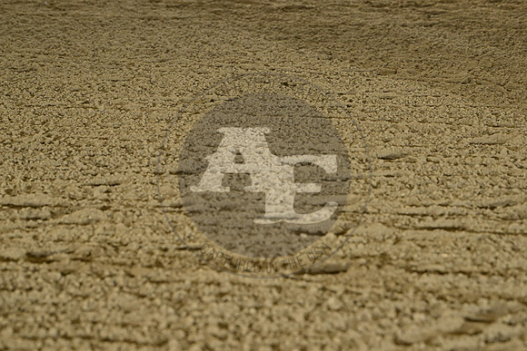 AJB_0530