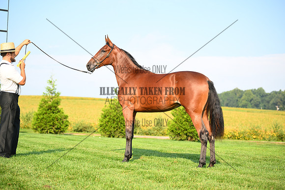 AJB_0773