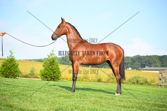 AJB_0752