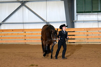 40. Youth Performance Geldings