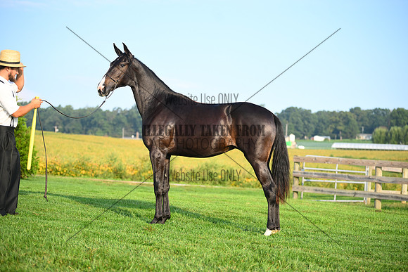 AJB_0576