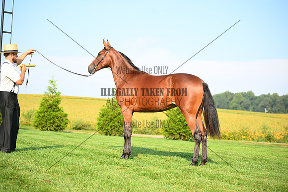 AJB_0771
