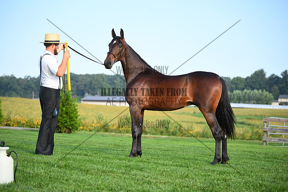 AJB_0607