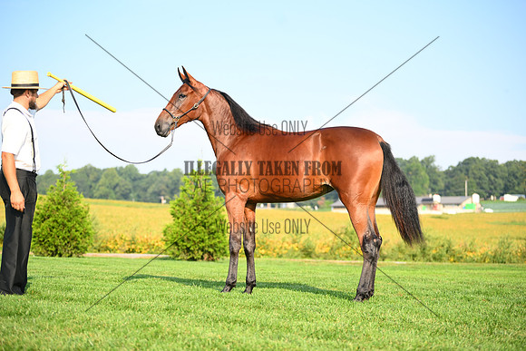 AJB_0769