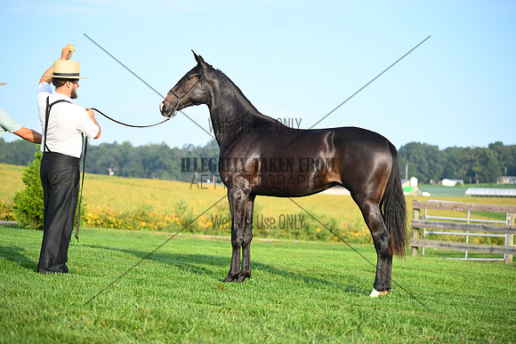 AJB_0582