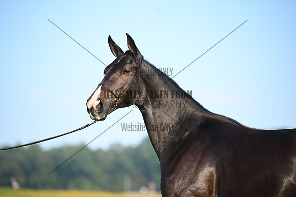 AJB_0575
