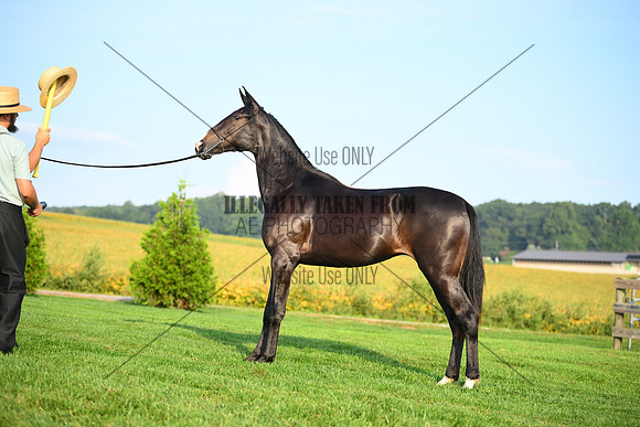 AJB_0600